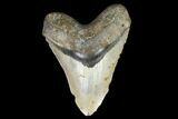 Huge, Fossil Megalodon Tooth - North Carolina #124321-1